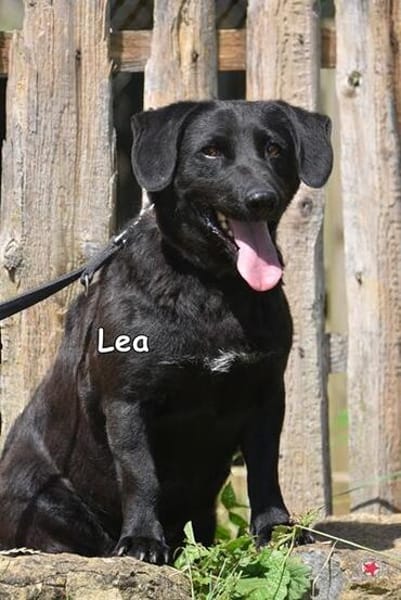 Lea