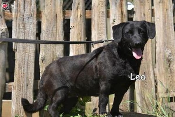 Lea