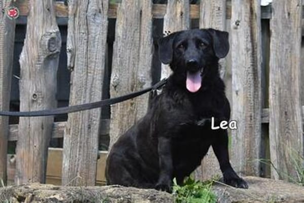 Lea