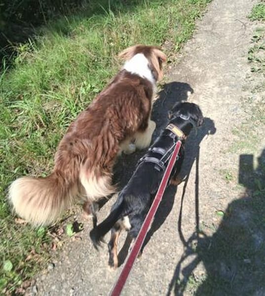 Cleverer HOWIE sucht erfahrene Menschen
