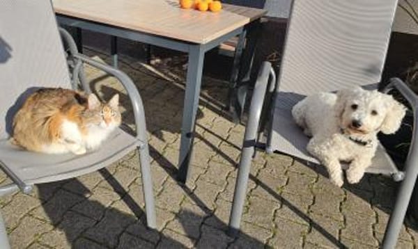 SPITHAS 35 cm, 10 Kilo, sozial sucht