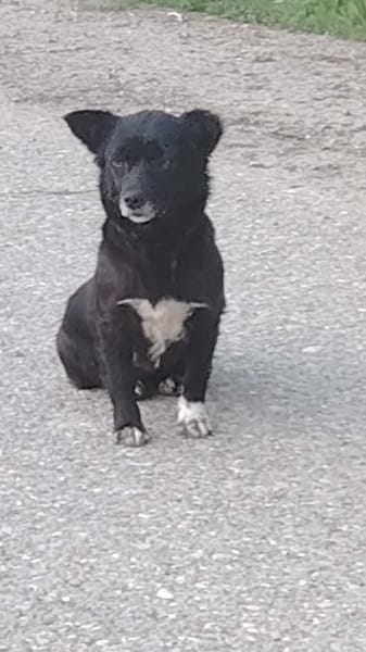 Darcy, ein vorsichtiges Herz sucht Geborgenheit