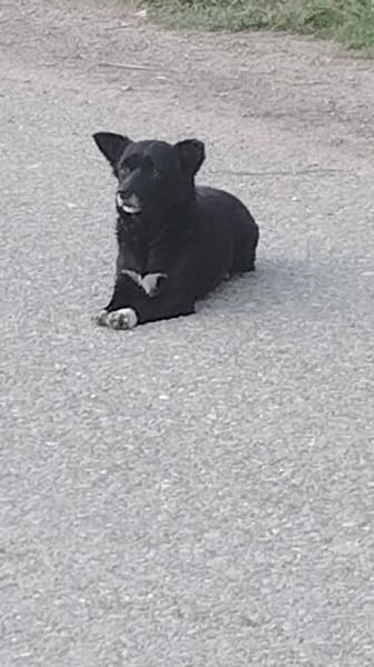 Darcy, ein vorsichtiges Herz sucht Geborgenheit