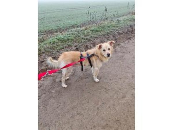 Mounty - wartet in 56379 Oberwies