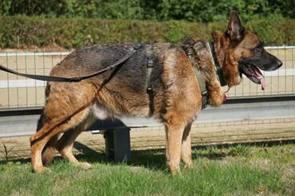 Bentley  intelligenter Schäferhund mit Power und Herz