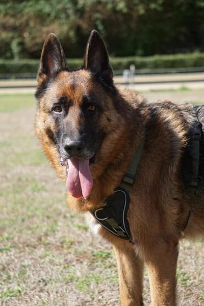 Bentley  intelligenter Schäferhund mit Power und Herz