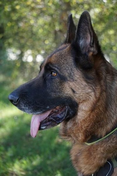 Bentley  intelligenter Schäferhund mit Power und Herz