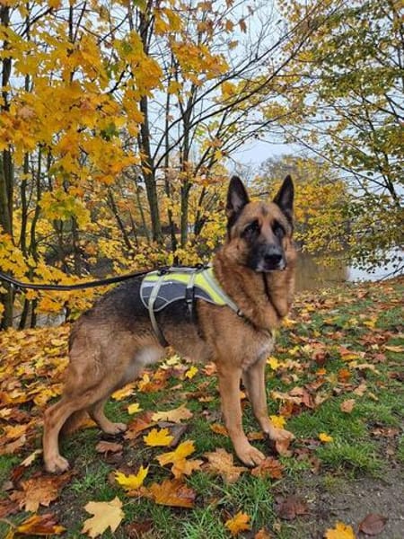 Bentley  intelligenter Schäferhund mit Power und Herz