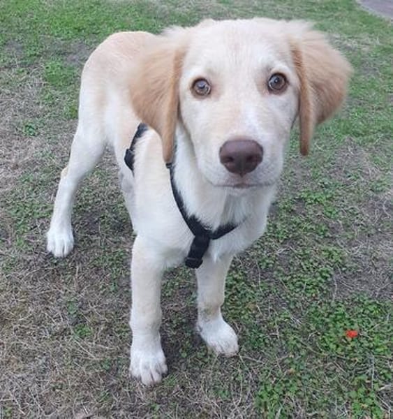 Fluffy-Boo, geb. ca. 04/2026, 44651 Herne
