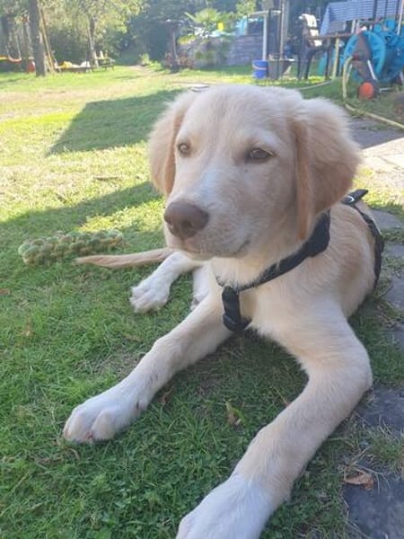 Fluffy-Boo, geb. ca. 04/2026, 44651 Herne