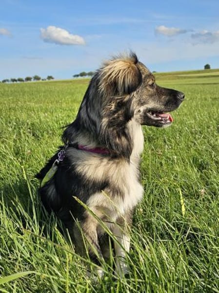 BELLA - soziale Kokoni Mix Hündin sucht