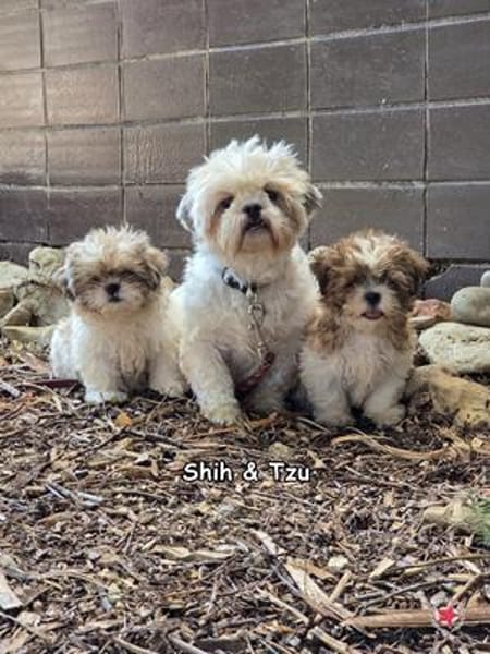 Shih und Tzu