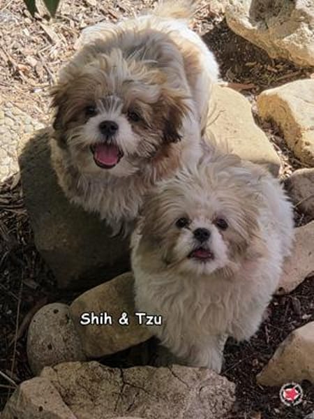 Shih und Tzu