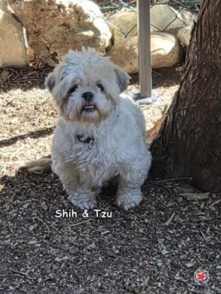 Shih und Tzu