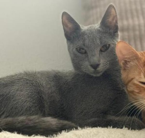 Mochi, grauer Schnurrprinz, ca. 5 Monate