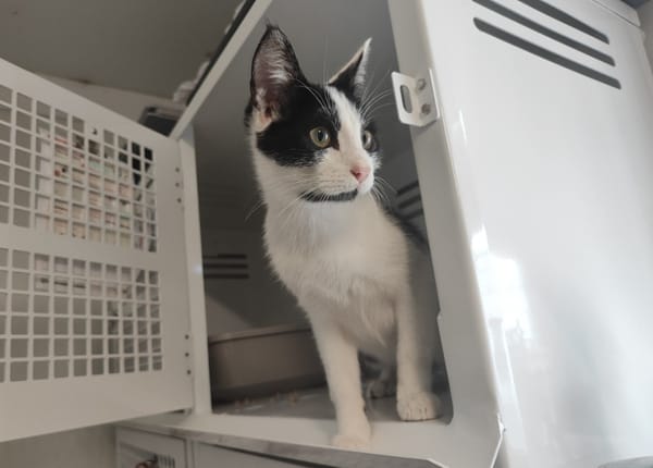 MIEL (A TROUVER SA FAMILLE)