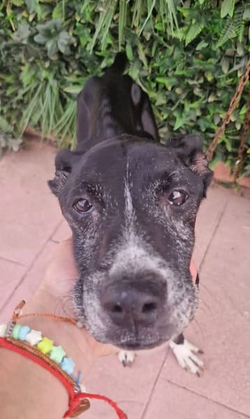 LOLITA