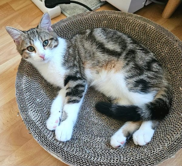 BASALTE FRÈRE DE SILEX À ADOPTER EN DUO OU SEUL SI DÉJÀ UN CHAT PRÉSENT CHEZ VOUS