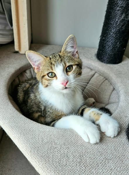 BASALTE FRÈRE DE SILEX À ADOPTER EN DUO OU SEUL SI DÉJÀ UN CHAT PRÉSENT CHEZ VOUS