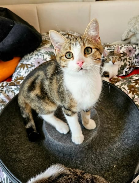 BASALTE FRÈRE DE SILEX À ADOPTER EN DUO OU SEUL SI DÉJÀ UN CHAT PRÉSENT CHEZ VOUS