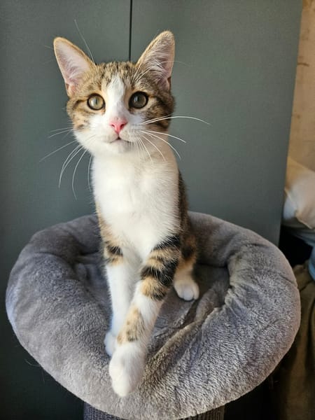 BASALTE FRÈRE DE SILEX À ADOPTER EN DUO OU SEUL SI DÉJÀ UN CHAT PRÉSENT CHEZ VOUS
