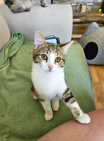 BASALTE FRÈRE DE SILEX À ADOPTER EN DUO OU SEUL SI DÉJÀ UN CHAT PRÉSENT CHEZ VOUS