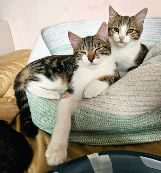 BASALTE FRÈRE DE SILEX À ADOPTER EN DUO OU SEUL SI DÉJÀ UN CHAT PRÉSENT CHEZ VOUS