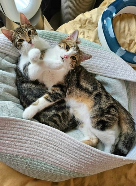 BASALTE FRÈRE DE SILEX À ADOPTER EN DUO OU SEUL SI DÉJÀ UN CHAT PRÉSENT CHEZ VOUS