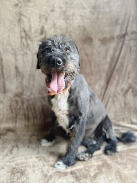 Camilia -Sanfte Hundedame sucht einfühlsame Menschen!