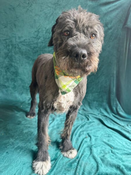 Camilia -Sanfte Hundedame sucht einfühlsame Menschen!