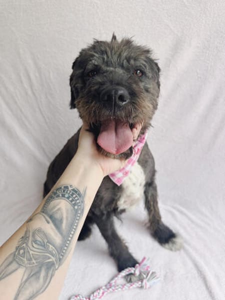 Camilia -Sanfte Hundedame sucht einfühlsame Menschen!