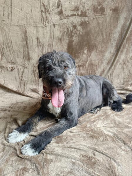 Camilia -Sanfte Hundedame sucht einfühlsame Menschen!