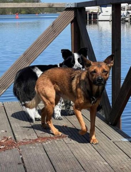 KARIKO * sensibler Charakterhund