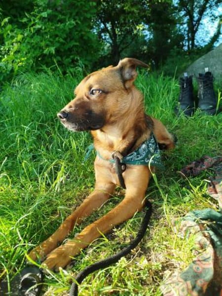 KARIKO * sensibler Charakterhund