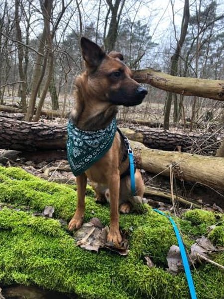 KARIKO * sensibler Charakterhund