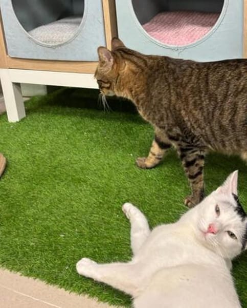 Ying Lustiger gechillter Kater sucht spannendes Zuhause