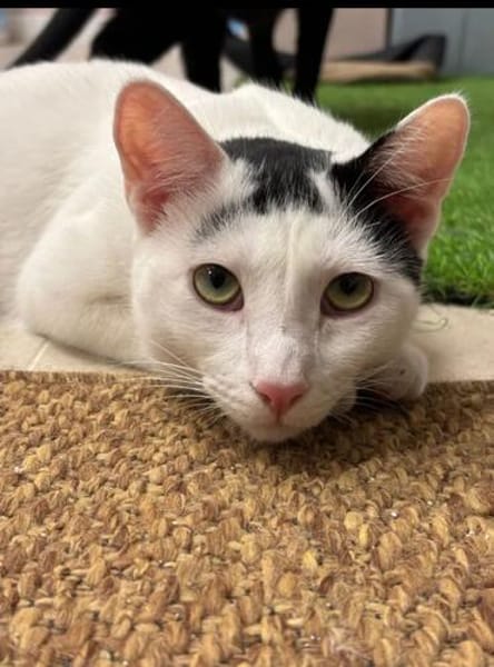 Ying Lustiger gechillter Kater sucht spannendes Zuhause