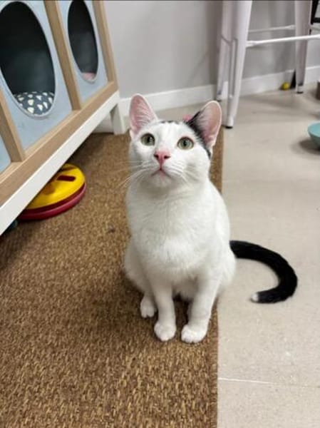 Ying Lustiger gechillter Kater sucht spannendes Zuhause
