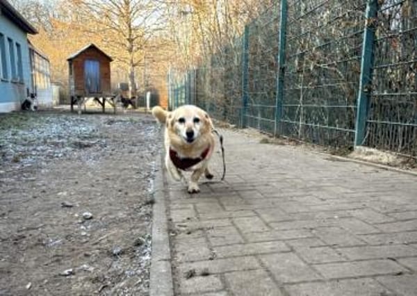 Kleiner Noah sucht liebevolles Zuhause