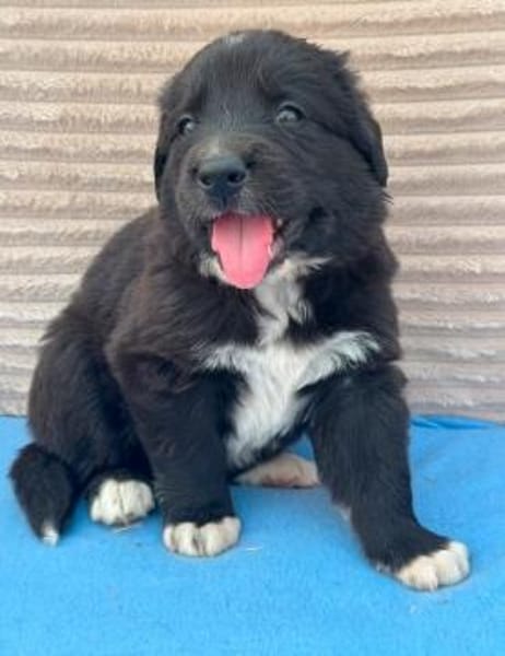 Welpe Fridolin sucht seine Familie