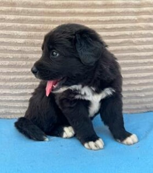 Welpe Fridolin sucht seine Familie