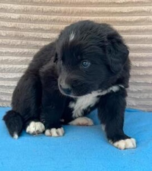 Welpe Fridolin sucht seine Familie