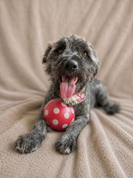 Cody -Sensibler Rüde sucht einfühlsames Zuhause