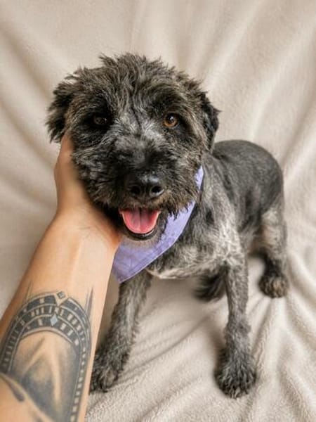 Cody -Sensibler Rüde sucht einfühlsames Zuhause