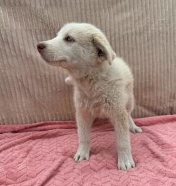 Lulu sucht ihre Menschen mit Heim