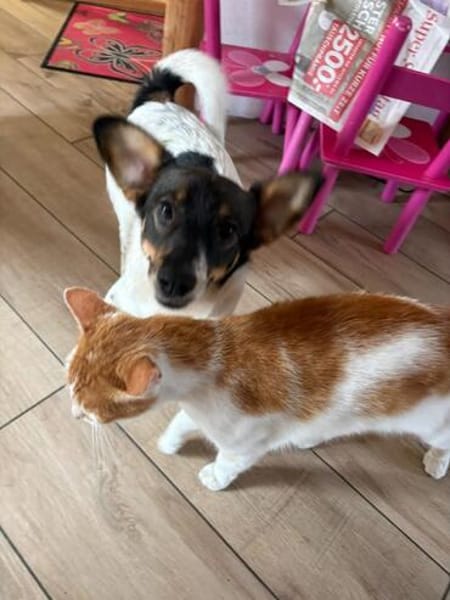 Katzenfreundlicher Welpe Krümel sucht ein aktives Zuhause