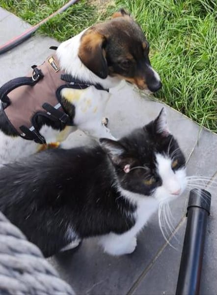 Katzenfreundlicher Welpe Krümel sucht ein aktives Zuhause