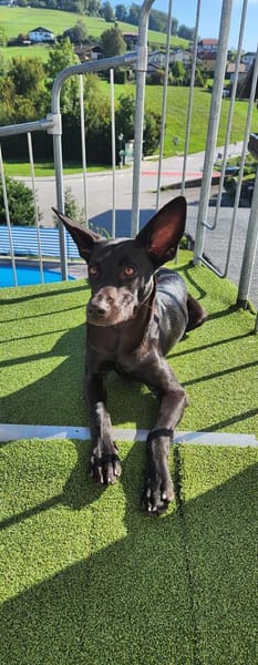 🐾 Ria sucht ihre Menschen