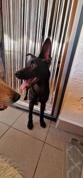 🐾 Ria sucht ihre Menschen