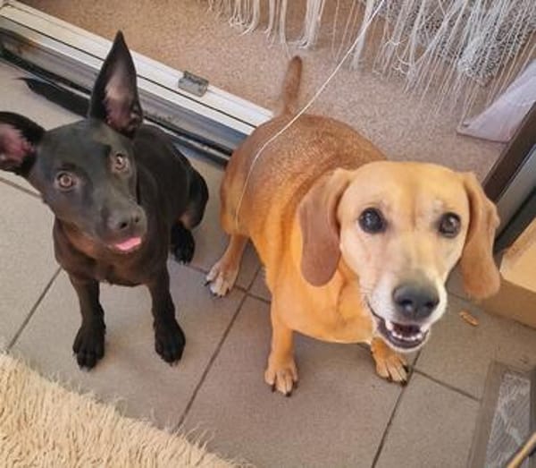 🐾 Ria sucht ihre Menschen